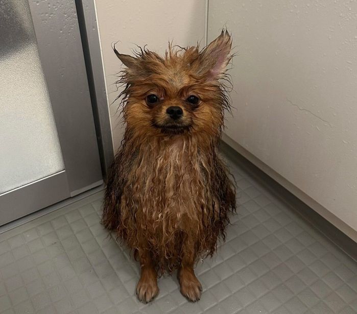 生後10カ月のころのミルモくん