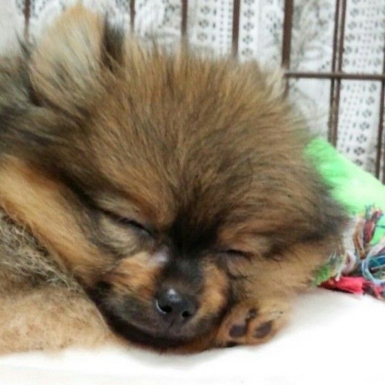 ポメラニアンのふわりちゃん