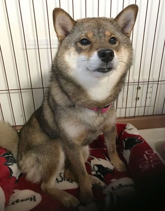 正式に家族になった頃の花ちゃん