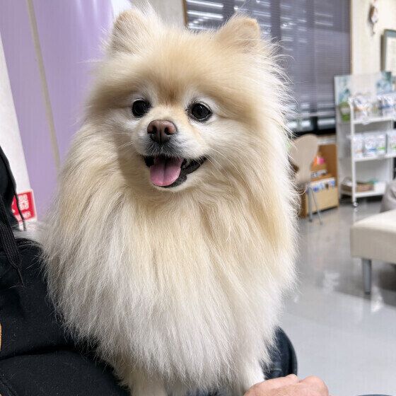 犬が動物病院を嫌がる理由と対処法 怖がったり暴れる場合はどうすればいい？ いぬのきもち