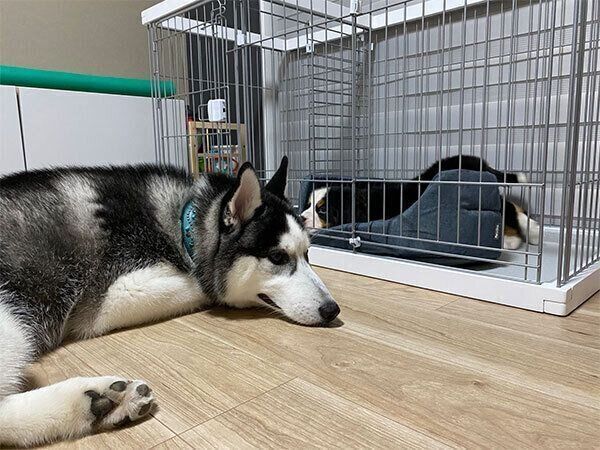 ダンテくんが気になるシルバくん