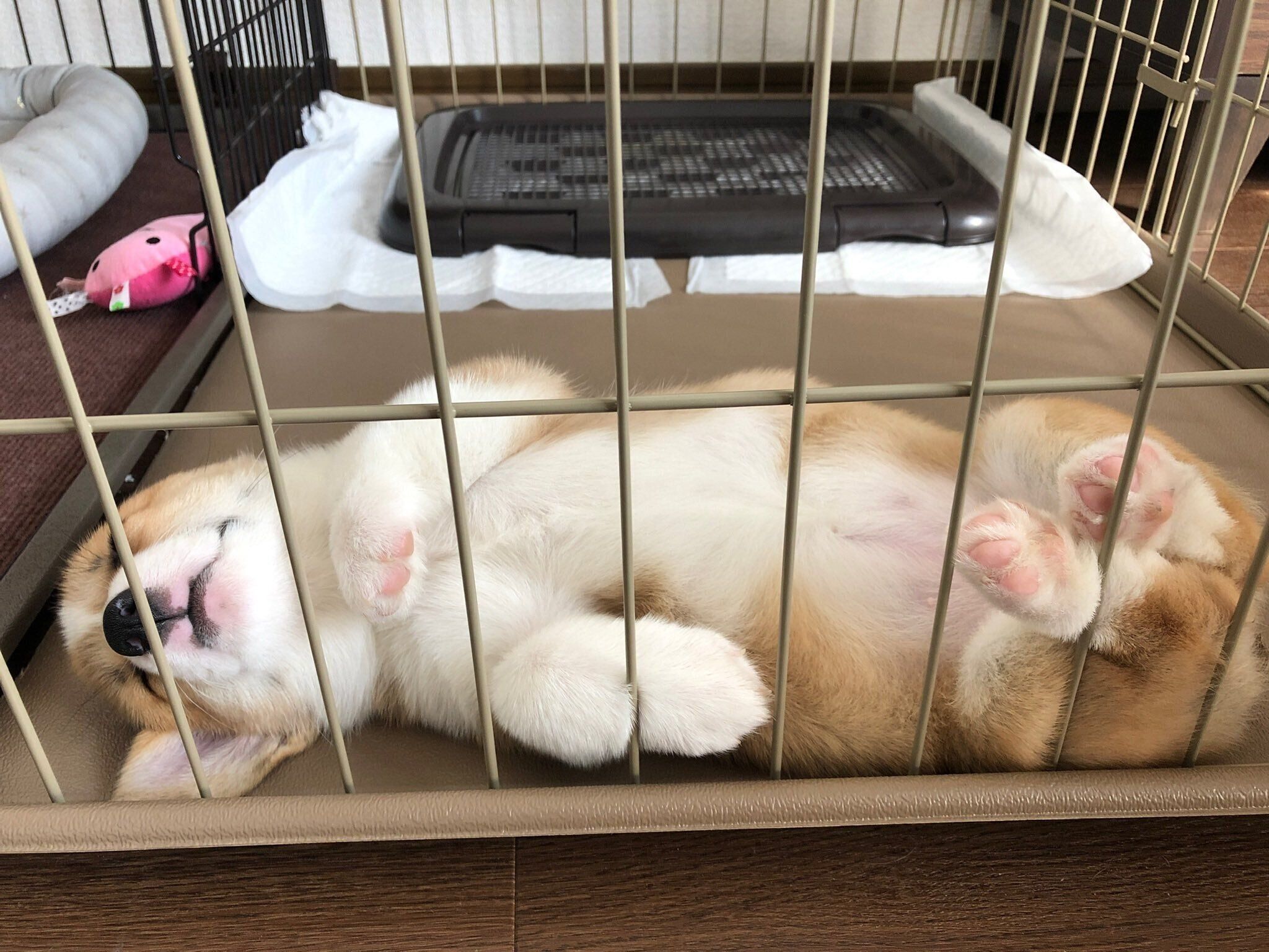 お迎えから数日後の神楽ちゃん（撮影時生後2カ月）