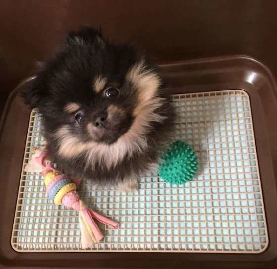 ボールで遊ぶポメラニアン