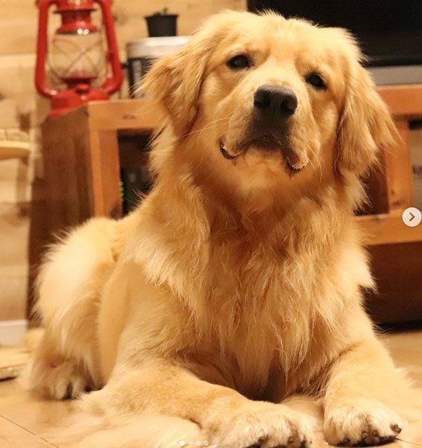 見つめるゴールデン・レトリーバー