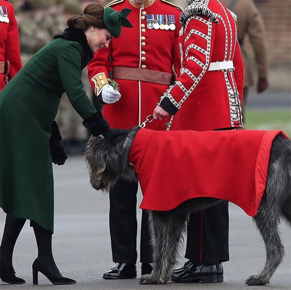 キャサリン妃と犬