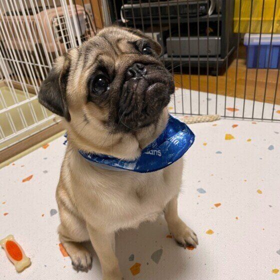 パグのケンくん♪シャンプーしてもらってよかったね！