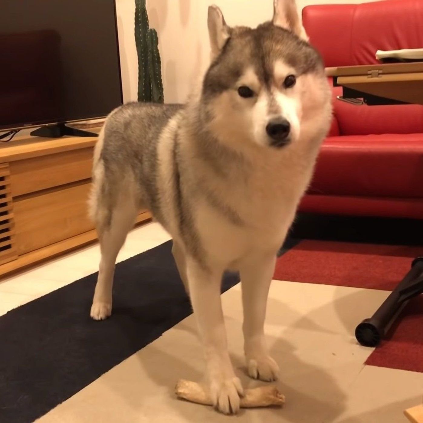 自分がカッコよく見える角度を知ってる なぜか突然のキメポーズのハスキー いぬのきもちweb Magazine 自分がカッコよく見える角度を知ってる なぜか突然のキメポーズのハスキー いぬのきもちweb Magazine