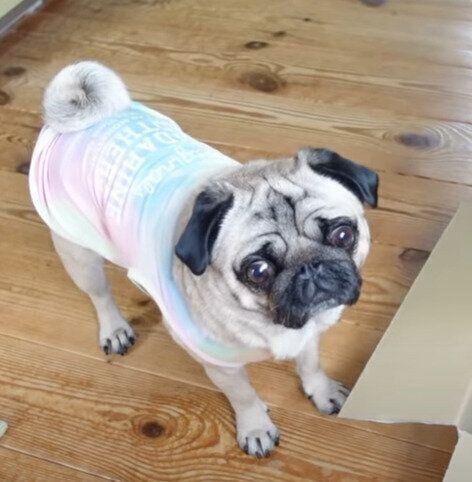 検品中のぷぅちゃん♡