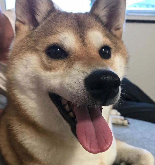 妹を見つめて固まる柴犬