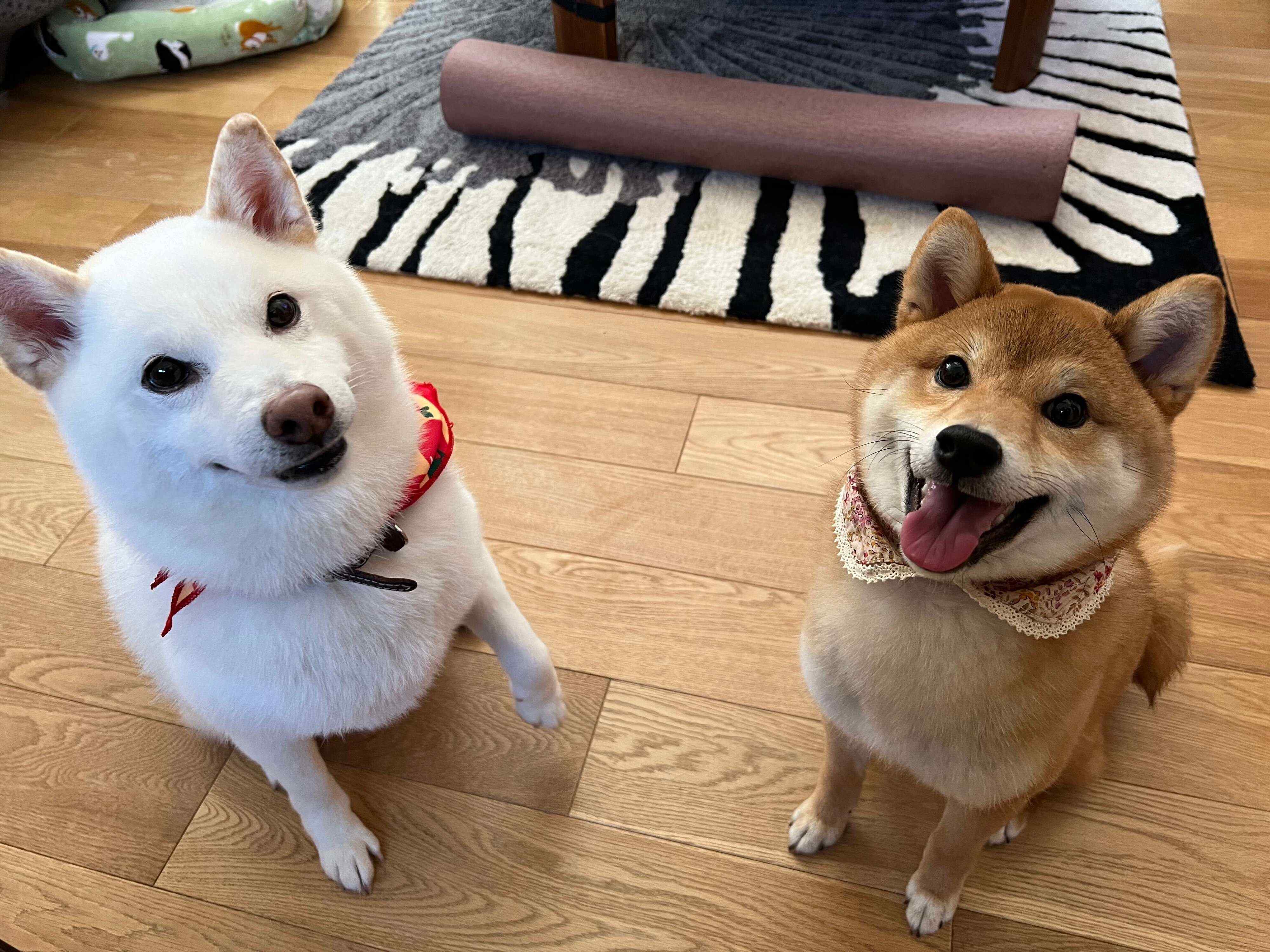 しらたまちゃんとコッペパンちゃん