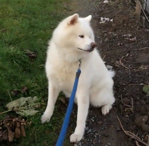 お散歩を拒否する秋田犬