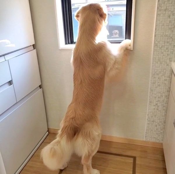 「ゴルソック」するアランくん