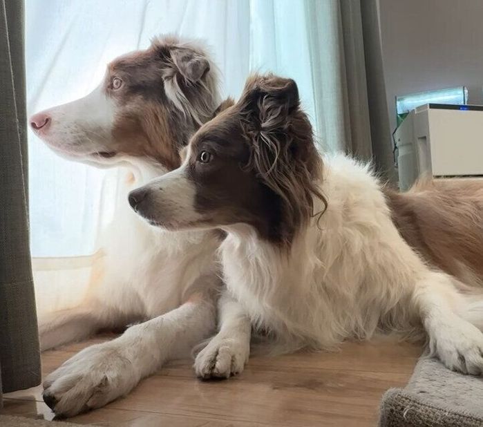 飼い主さんの帰宅に気づいた犬たち