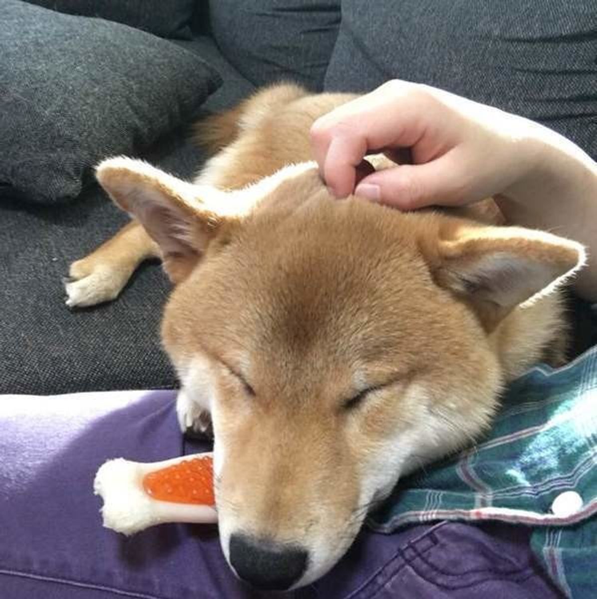 愛犬のこんな行動は 大好きサイン ちゃんと応えて絆を深めよう いぬのきもちweb Magazine 愛犬のこんな行動は 大好きサイン ちゃんと応えて絆を深めよう いぬのきもちweb Magazine