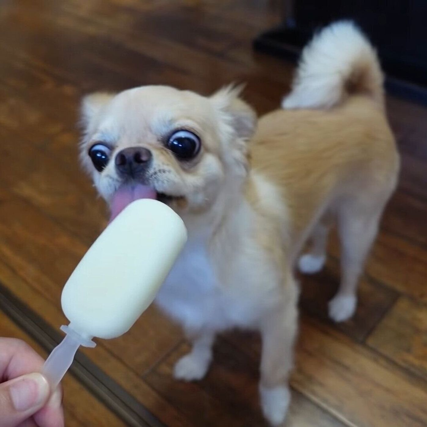 パパが犬用ミルクでアイスを作る ワンコ無心でペロペロ いぬのきもちweb Magazine パパが犬用ミルクでアイスを作る ワンコ無心でペロペロ いぬのきもちweb Magazine