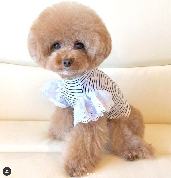 洋服を着るトイ・プードル