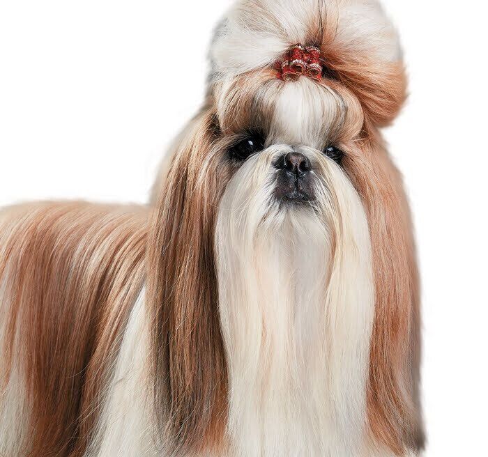 長い被毛の犬