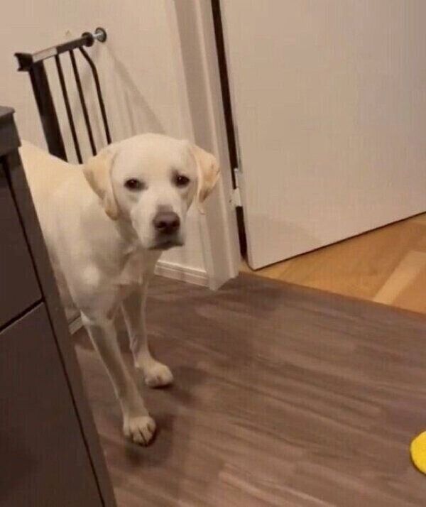 「早くおもちゃ返して〜」とギリギリの場所でアピールするイソくん