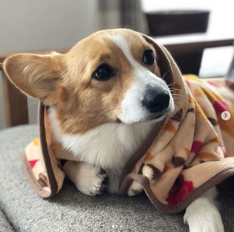 毛布にくるまるコーギー