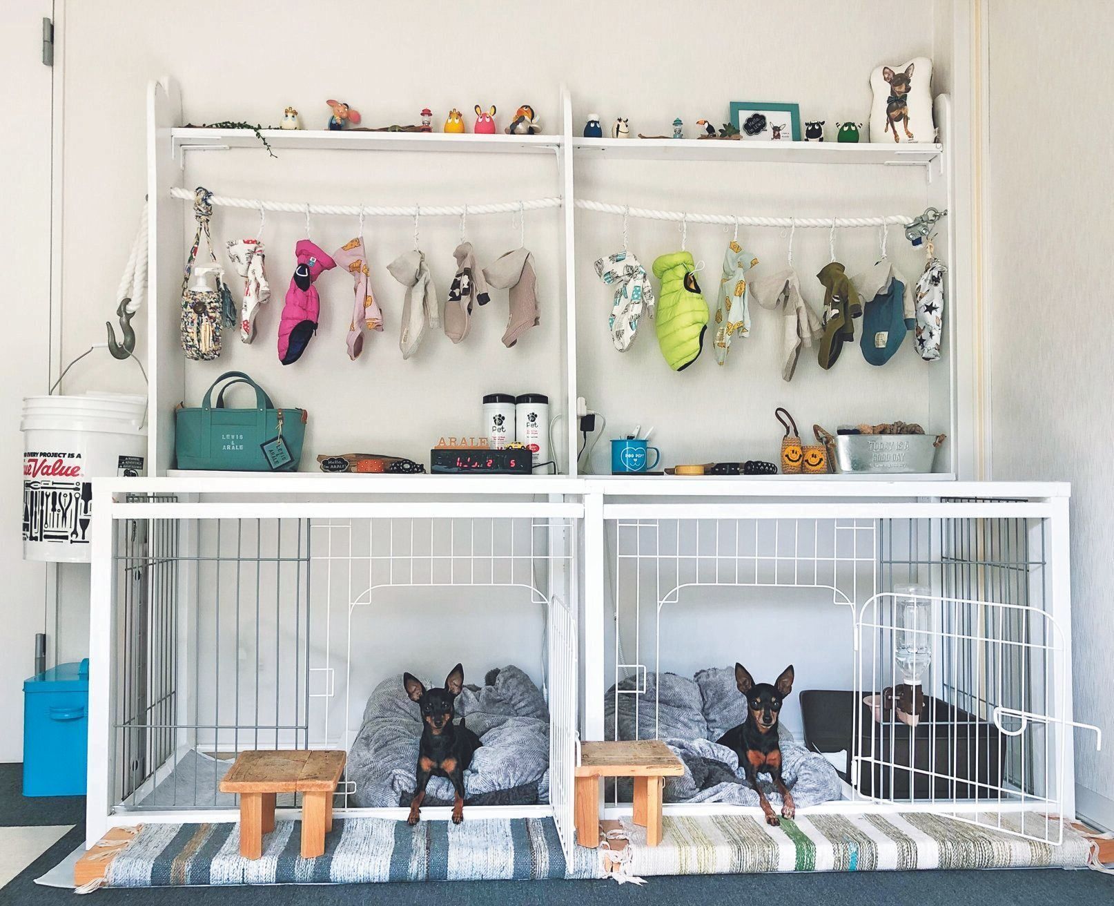 右からルイスくん（オス・７才）、アラレちゃん（メス・４才）ともにミニチュア・ピンシャー（写真提供／池田ひとみさん）