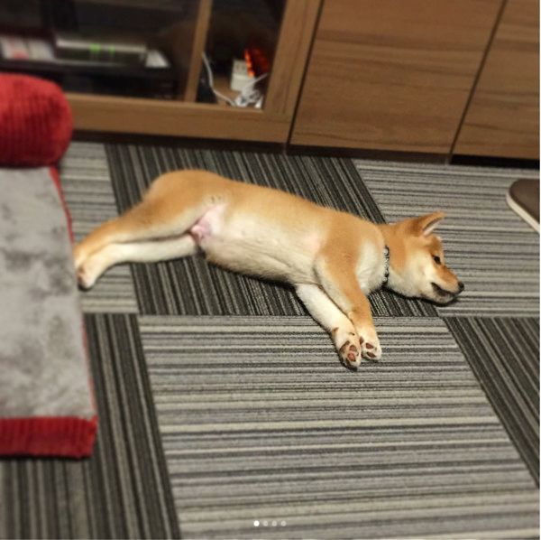 電池切れでゴロンする柴犬