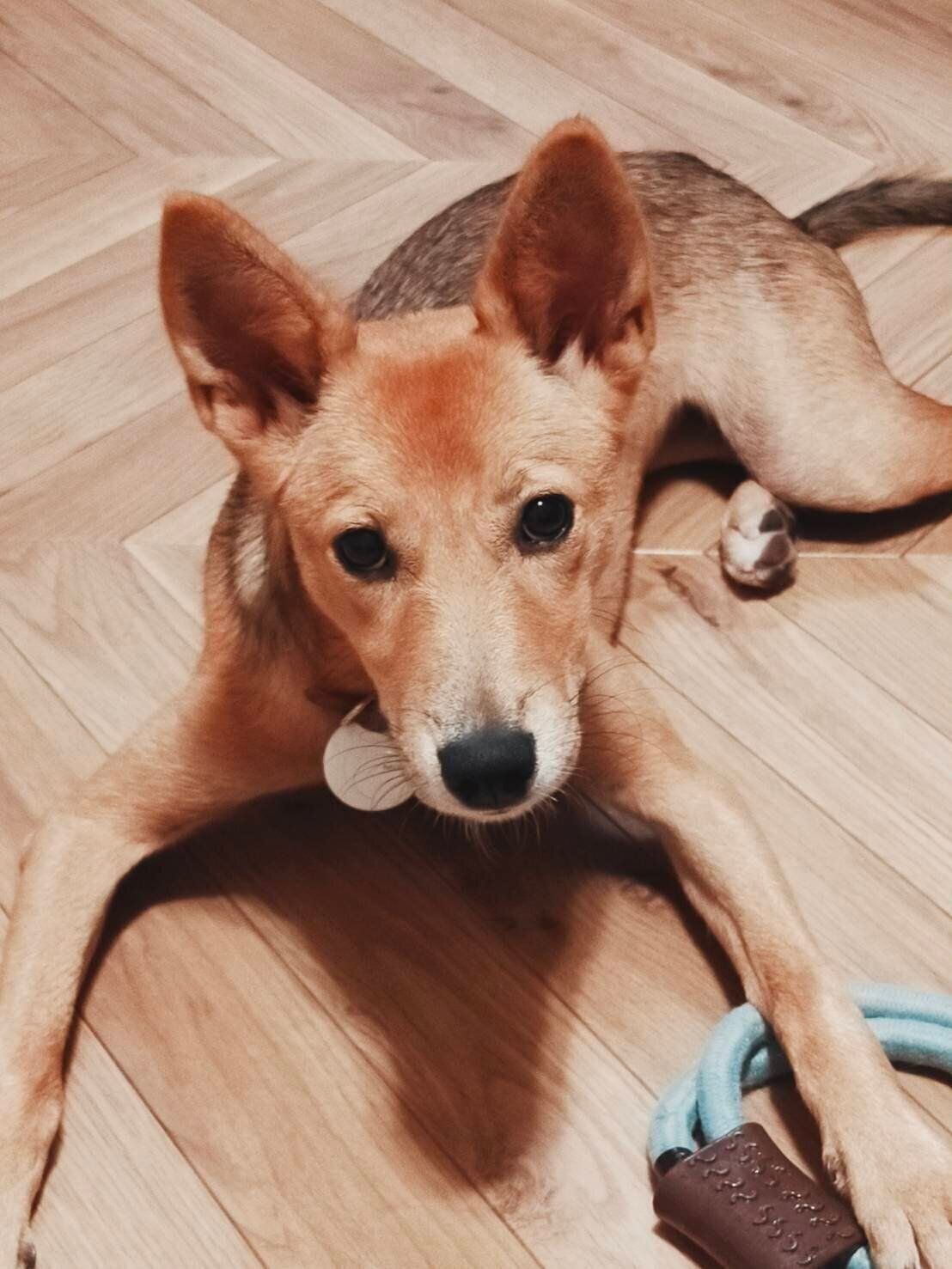 お迎え当日の犬(生後7ヵ月)