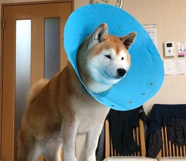 エリザベスカラーをつけるロペさん