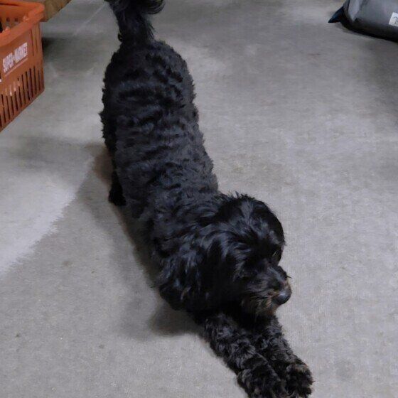 伸びをするミックス犬