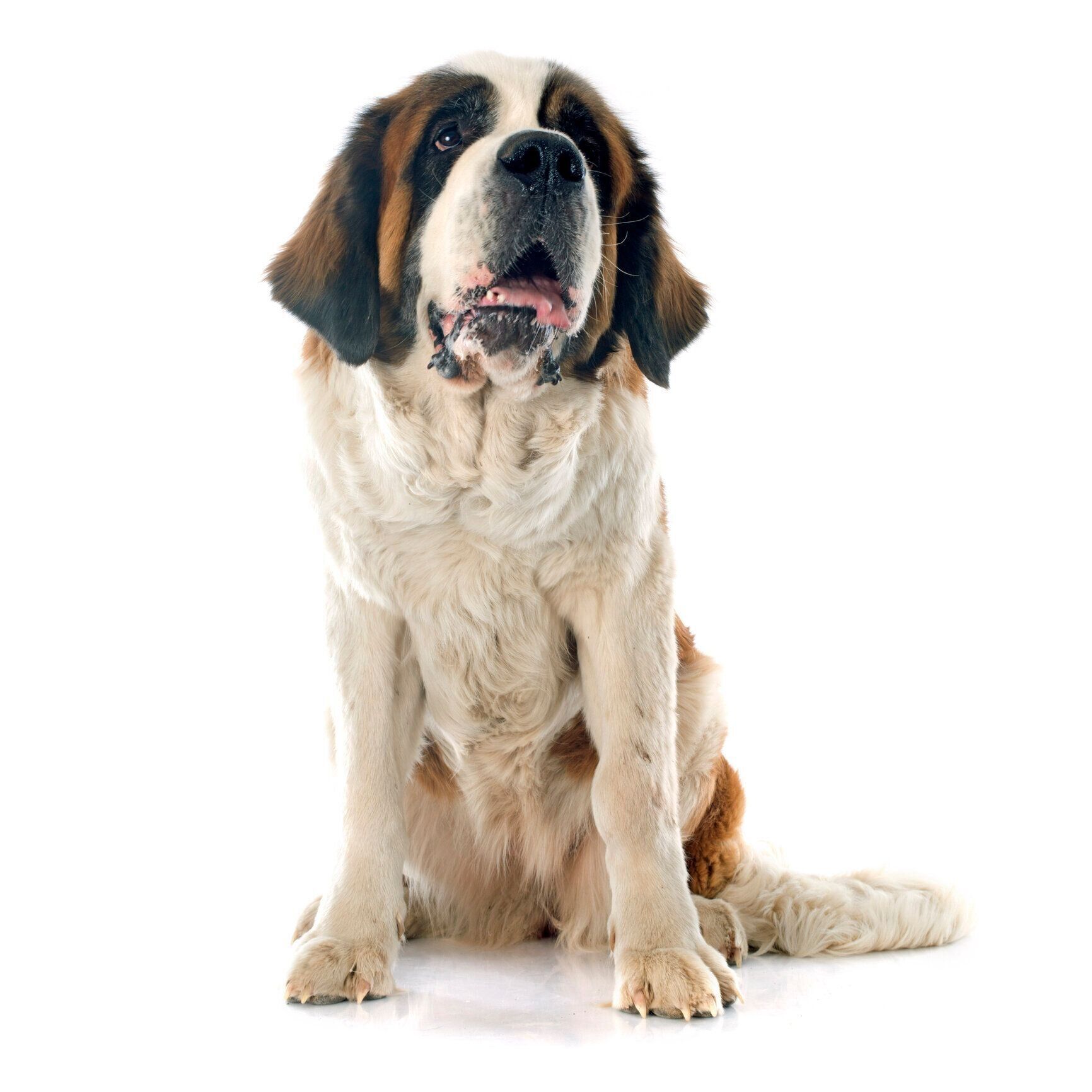 cynoclub/gettyimages