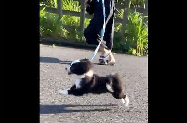 お散歩を楽しむあるとくん