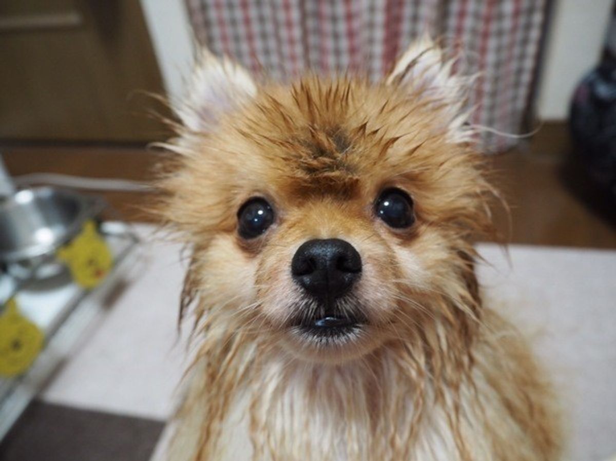 専門家監修 初心者向け 犬のお風呂の入れ方や頻度って 基本事項を解説 いぬのきもちweb Magazine 専門家監修 初心者向け 犬のお風呂の入れ方や頻度って 基本事項を解説 いぬのきもちweb Magazine