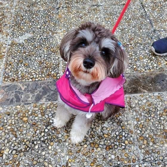 見つめるミニチュア・シュナウザー