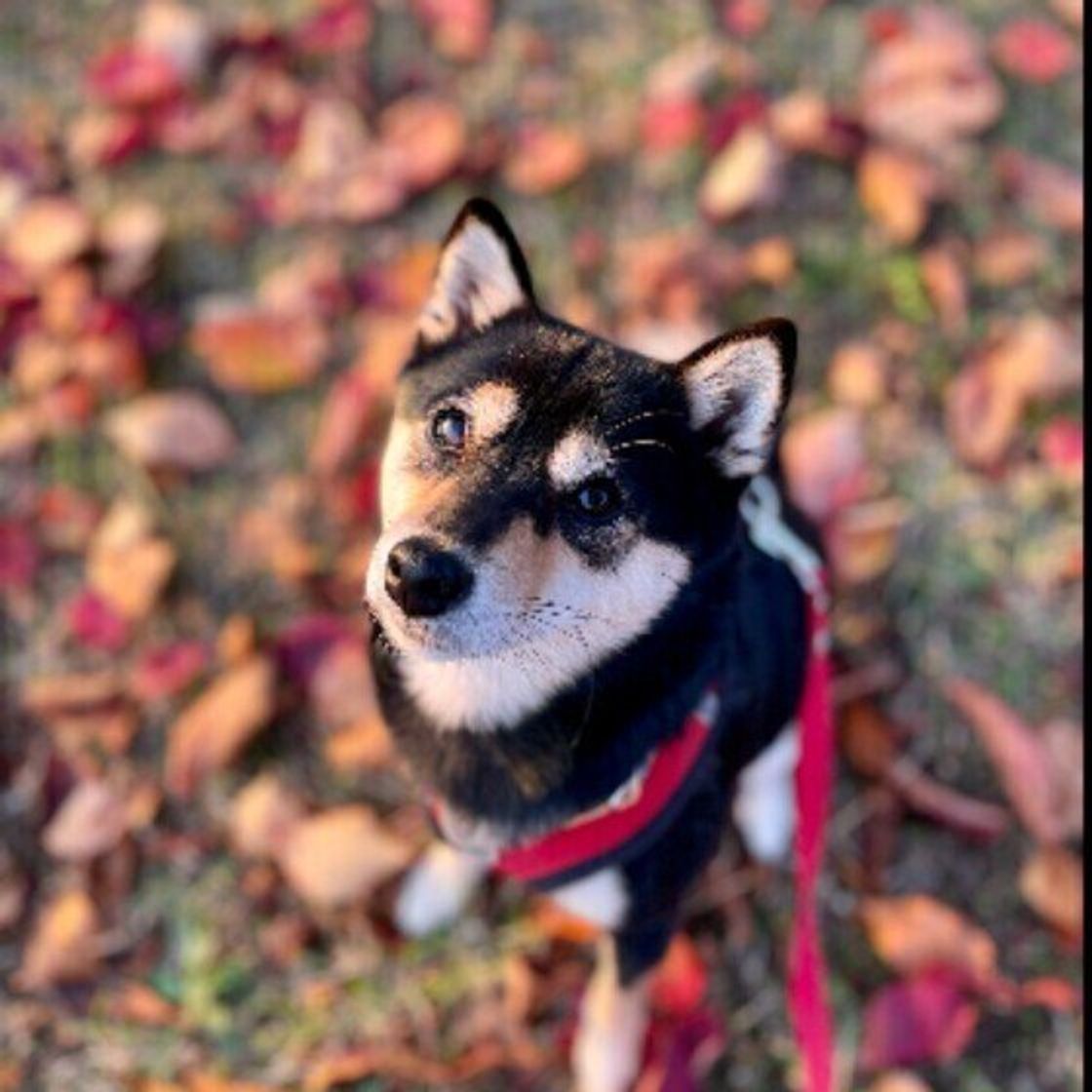 獣医師監修 犬の車酔いは改善できる 症状や対策 慣れさせ方を紹介 いぬのきもちweb Magazine 獣医師監修 犬の車酔いは改善できる 症状や対策 慣れさせ方を紹介 いぬのきもちweb Magazine