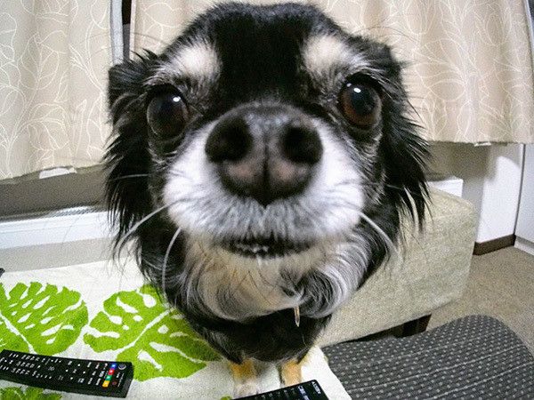 近づくチワワ