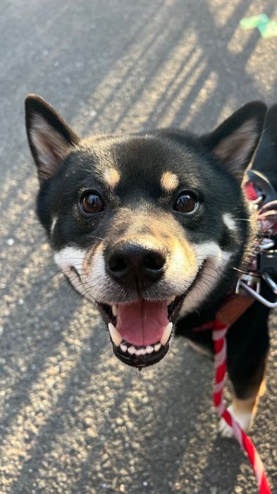 笑顔を見せる柴犬