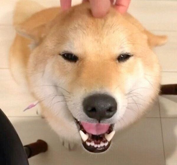 笑顔がかわいい味噌ちゃん