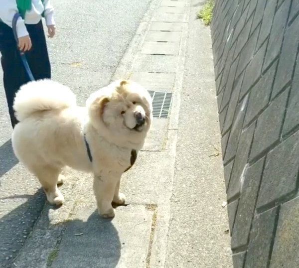 猫の鳴き真似に反応するくり蔵くん