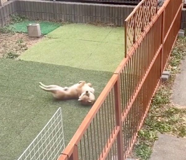 お庭でクネクネする豆千代くん