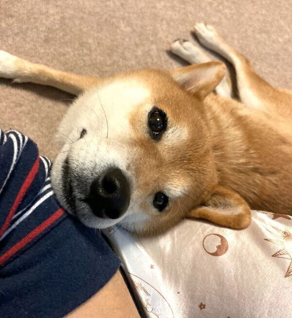 見つめるすずちゃん