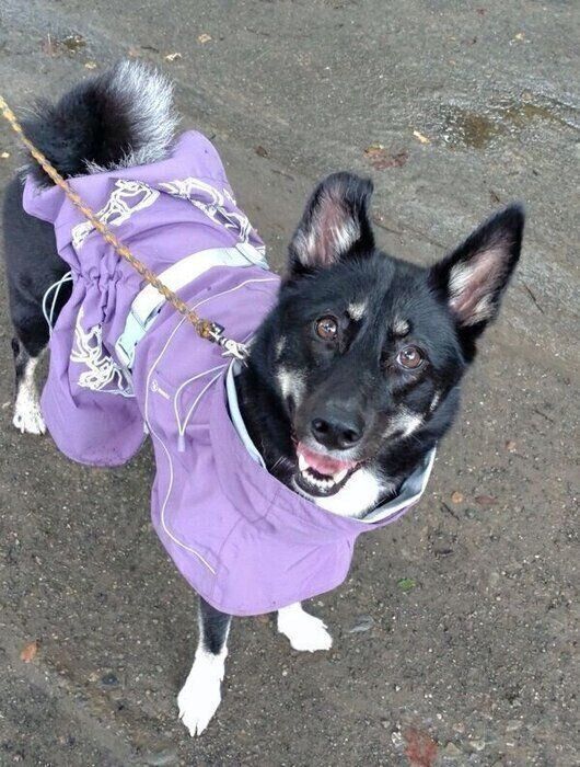 散歩するルアちゃん