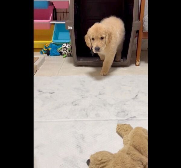 兄犬にこっそりと近づく、つゆちゃん