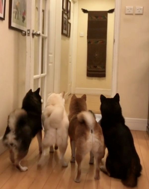 シーツを使ったトリックに挑戦する犬