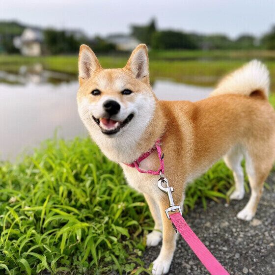 田んぼをお散歩中の笑顔の柴犬