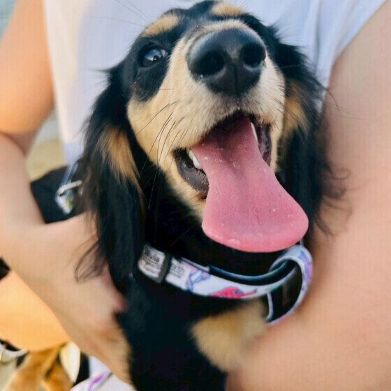 犬が嫌がる3つの接し方 犬が嫌がることってどんなこと？ いぬのきもち