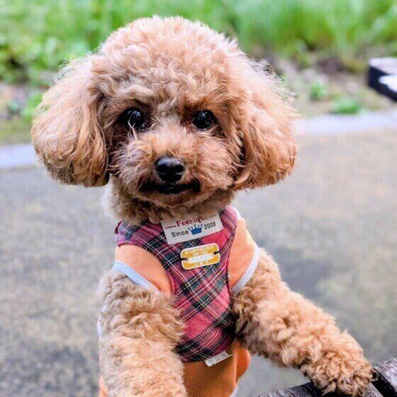 お散歩中のトイ・プードル