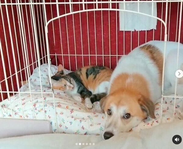 寝場所を確保したコロちゃんと、見つめるチコちゃん