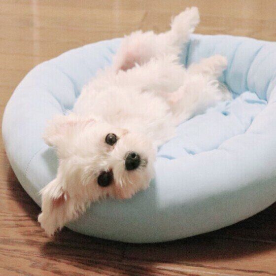 マルチーズのゆうすけちゃん