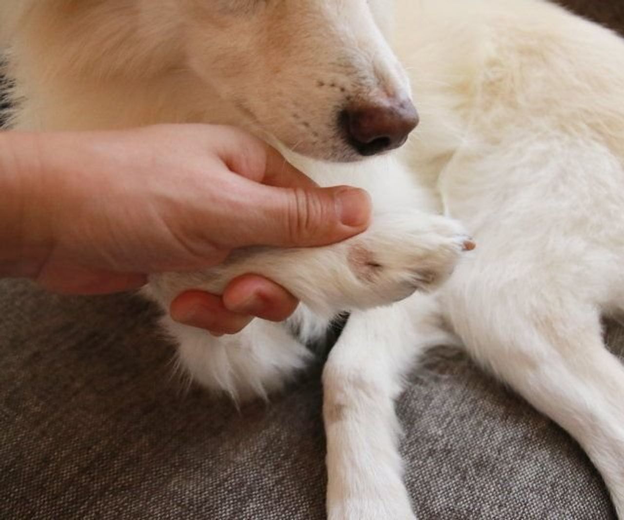 犬が皮膚炎になったら うちでは 穴澤賢の犬のはなし いぬのきもちweb Magazine 犬が皮膚炎になったら うちでは 穴澤賢の犬のはなし いぬのきもちweb Magazine