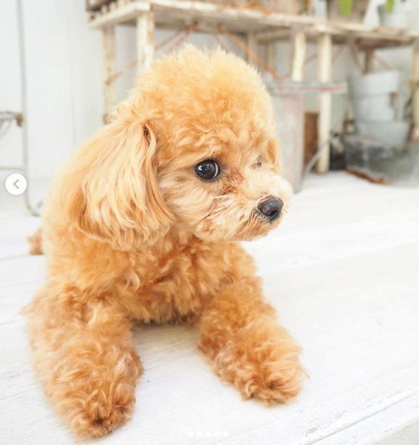 気分が乗らないトイ・プードル