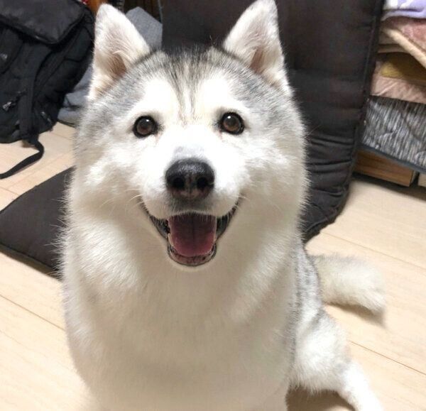 笑うシルビアちゃん